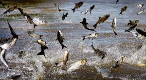 Asian Carp Leaping From the Water