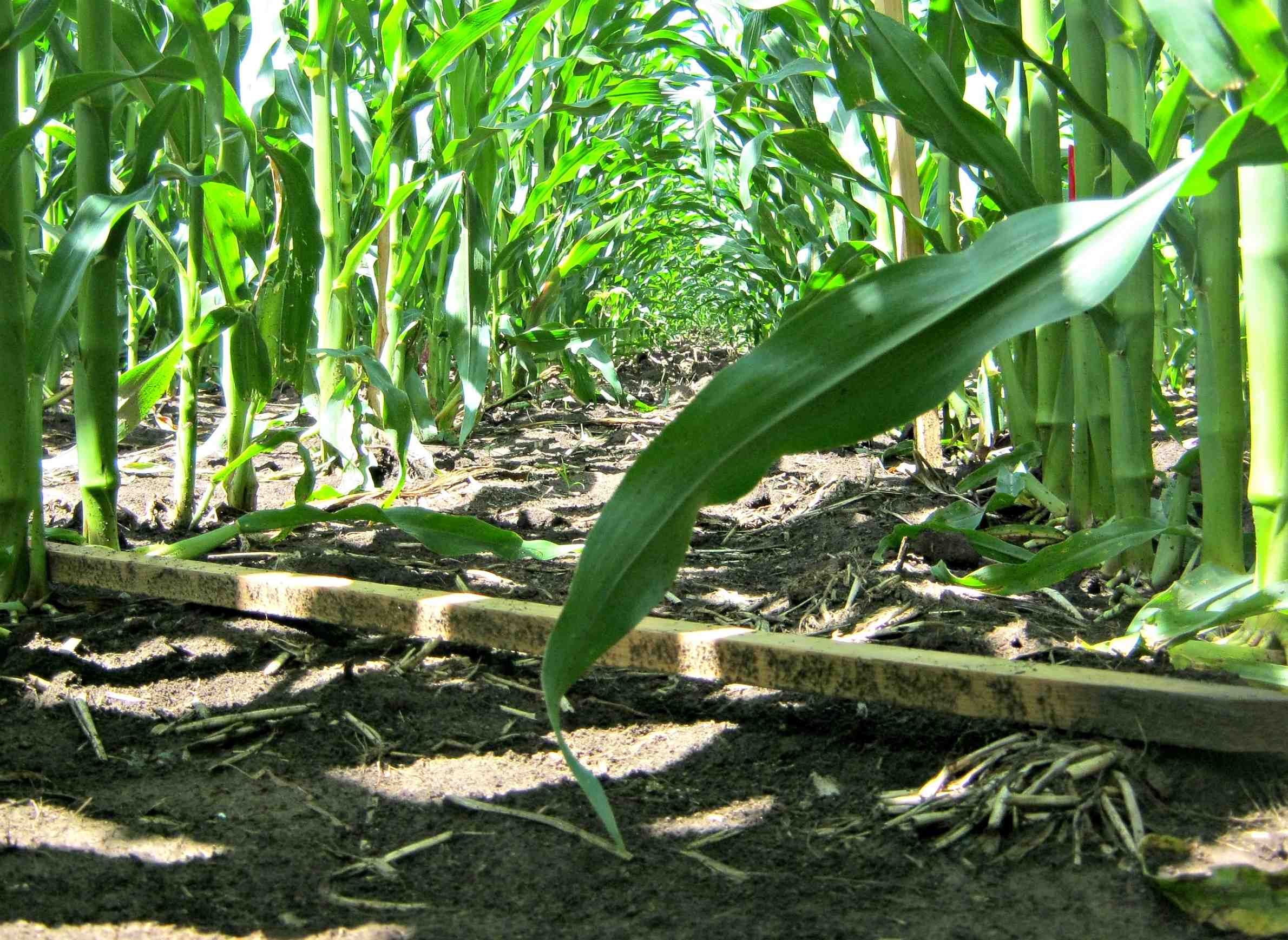 Agriculture Phosphorus