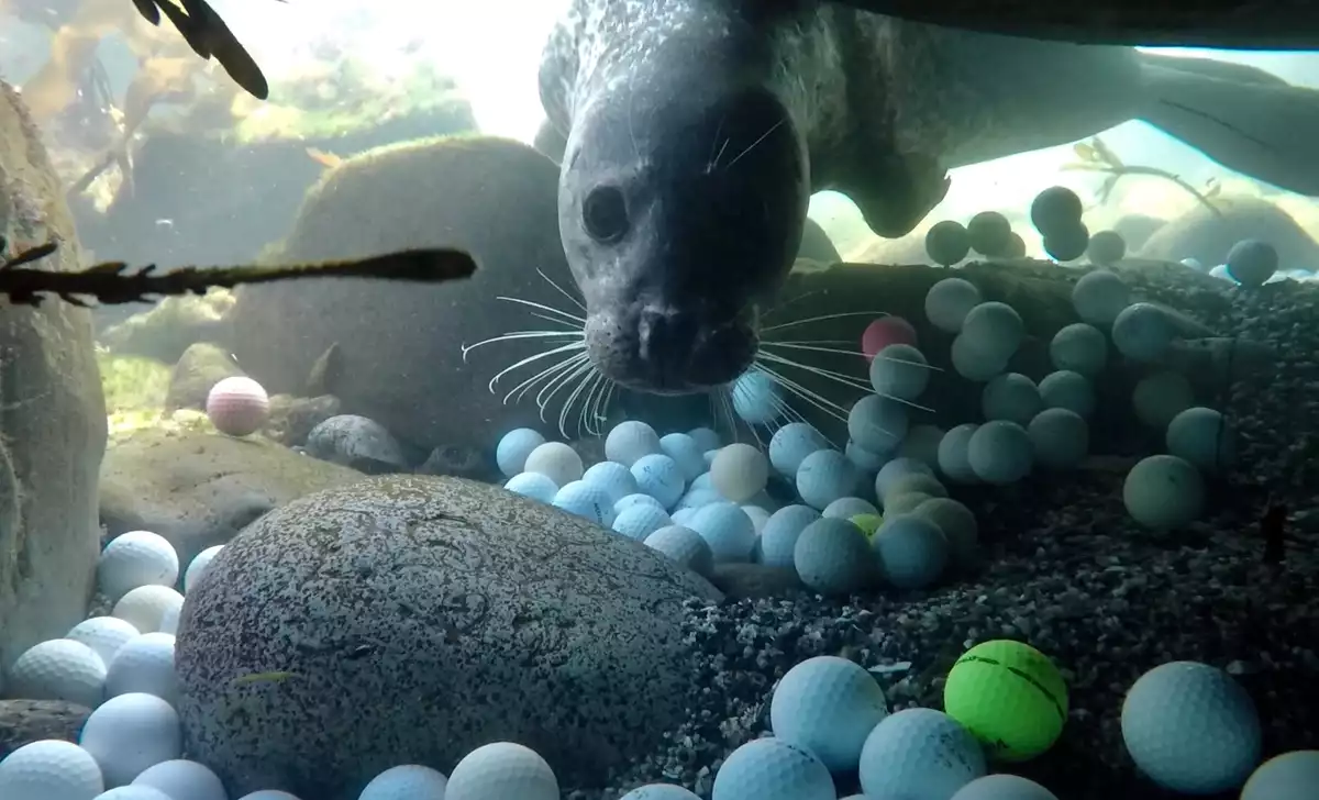 Seal Swimming Amongst Golf Balls